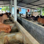 কলারোয়ায় কোরবানীর পশু বিক্রয় ও দাম নিয়ে হতাশ খামারিরা