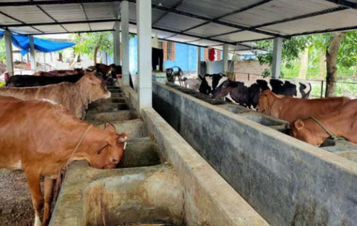 কলারোয়ায় কোরবানীর পশু বিক্রয় ও দাম নিয়ে হতাশ খামারিরা