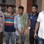 কপিলমুনিতে ৪টি গাঁজা গাছসহ আটক-১