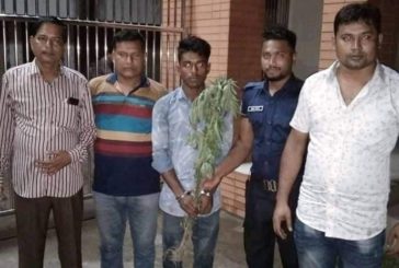 কপিলমুনিতে ৪টি গাঁজা গাছসহ আটক-১