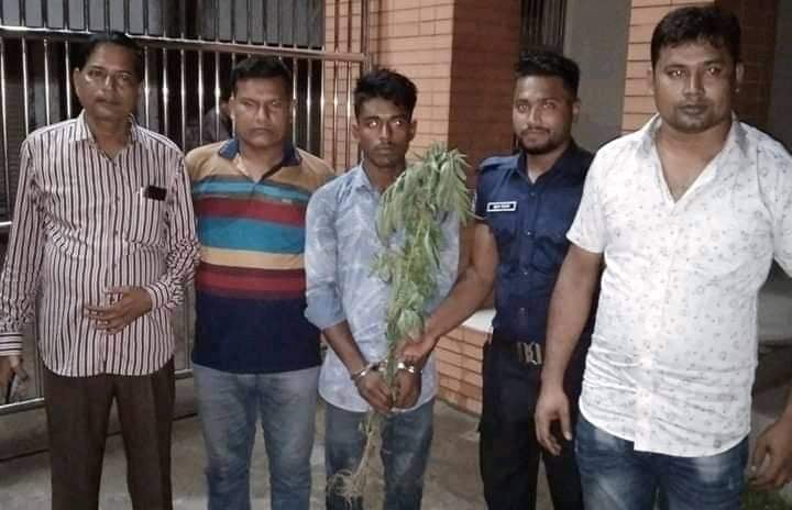 কপিলমুনিতে ৪টি গাঁজা গাছসহ আটক-১