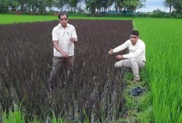 দুলালী সুন্দরী এখন ডুমুরিয়ায়