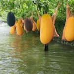 ডুমুরিয়ায় ঘেরের আইলে তরমুজ চাষ করে লাভবান রেহানা বেগমঃ উৎসাহিত হচ্ছেন অনেকে