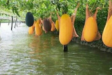 ডুমুরিয়ায় ঘেরের আইলে তরমুজ চাষ করে লাভবান রেহানা বেগমঃ উৎসাহিত হচ্ছেন অনেকে