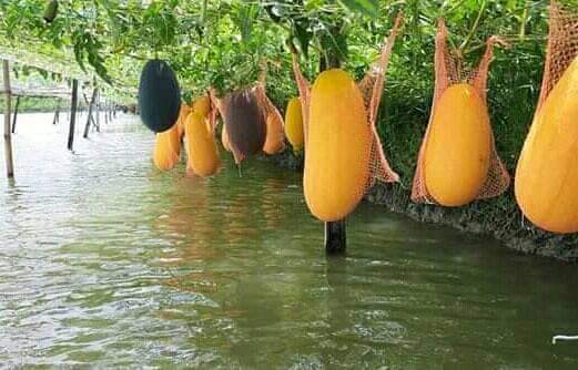 ডুমুরিয়ায় ঘেরের আইলে তরমুজ চাষ করে লাভবান রেহানা বেগমঃ উৎসাহিত হচ্ছেন অনেকে