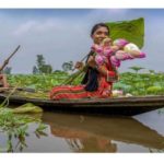 গাইবান্ধার বিল-ঝিলগুলোতে জলজ ফুলের রাণী পদ্ম