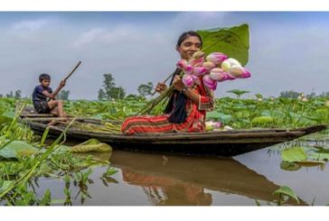 গাইবান্ধার বিল-ঝিলগুলোতে জলজ ফুলের রাণী পদ্ম