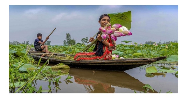 গাইবান্ধার বিল-ঝিলগুলোতে জলজ ফুলের রাণী পদ্ম