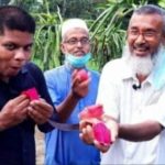 ডুমুরিয়ায় ড্রাগন চাষে ভালো ফলনে কৃষকের মুখে হাসি