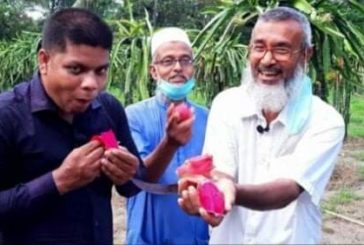 ডুমুরিয়ায় ড্রাগন চাষে ভালো ফলনে কৃষকের মুখে হাসি