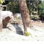 ডুমরিয়ায় বিএনপির সভাপতির বিরুদ্ধে সরকারি গাছ কাটার অভিযোগ