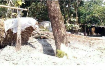 ডুমরিয়ায় বিএনপির সভাপতির বিরুদ্ধে সরকারি গাছ কাটার অভিযোগ