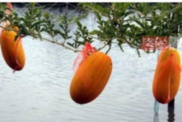 ডুমুরিয়ায় মাচায় মাচায় দুলছে হলুদ রংয়ের তরমুজ