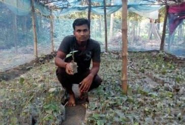 চুঁইঝালের চারা চাষ করে লাভবান হচ্ছেন ডুমরিয়া সুব্রুত দাস