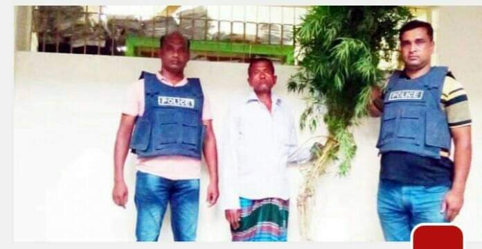 ডুমুরিয়া গাজা চাষী মেঘনাথ গাছ সহ গ্রেফতার