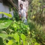 ডুমুরিয়ায় চুঁইঝালের চারা চাষ করে লাভবান সন্তোষ বাসক