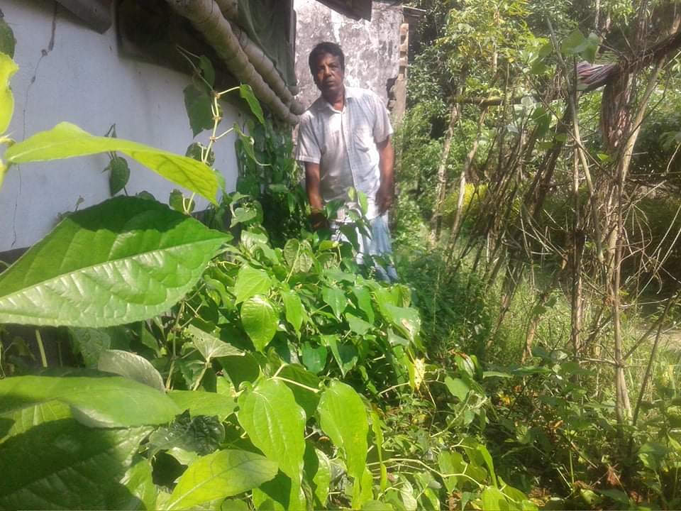 ডুমুরিয়ায় চুঁইঝালের চারা চাষ করে লাভবান সন্তোষ বাসক