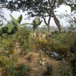 খোরদো গ্রামের বৃক্ষপ্রেমি মোশারফ’র ইতিকথা