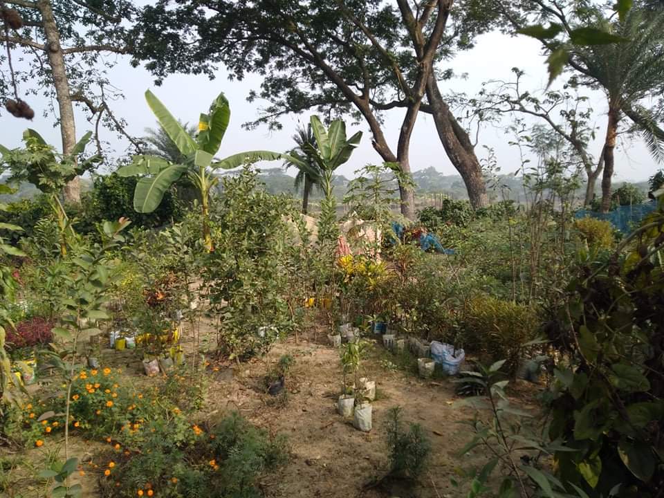 খোরদো গ্রামের বৃক্ষপ্রেমি মোশারফ’র ইতিকথা