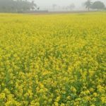 কলারোয়ায় সরিষার বাম্পার ফলন