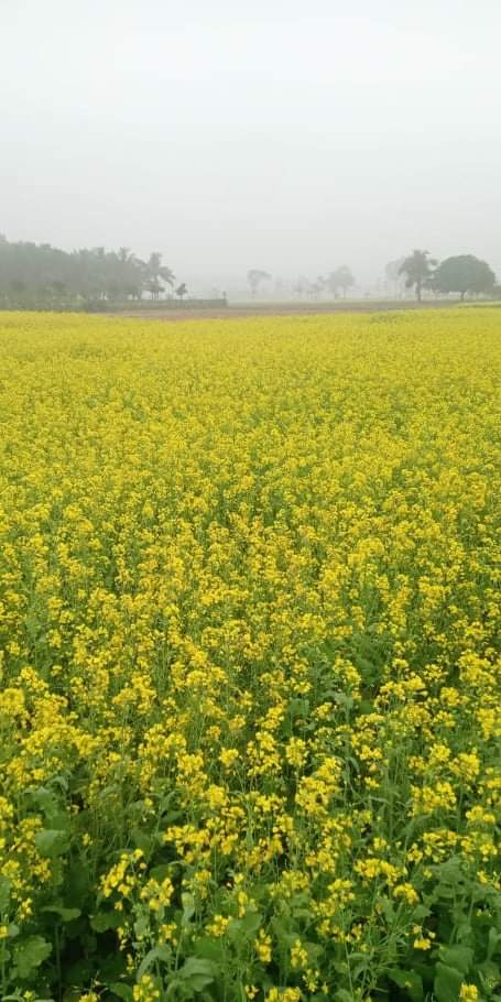 কলারোয়ায় সরিষার বাম্পার ফলন