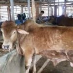 কলারোয়ায় নার্গিস বেগম গাভী পালন করে স্বাবলম্বী