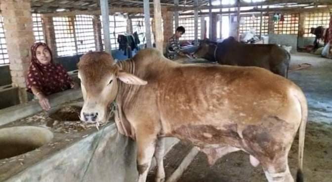 কলারোয়ায় নার্গিস বেগম গাভী পালন করে স্বাবলম্বী