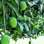 আম পাতার কিছু অজানা উপকারিতা