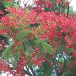 আজ আষাঢ়ের প্রথম দিন
