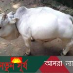 সাভারের সেই খর্বাকৃতির গরুর মৃত্যু নিয়ে ধোঁয়াশা কাটল