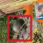 কলারোয়ায় নিখোঁজ শিশু মেহেদীর লাশ মিললো পাট ক্ষেত থেকে