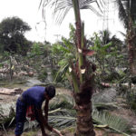 ফলন না হওয়ায় ১০৭ নারকেল গাছ কেটে ফেললেন জাতীয় পুরস্কারপ্রাপ্ত কৃষক