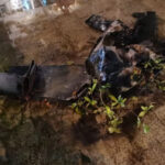 সৌদি বিমানবন্দরে ড্রোন হামলায় ৩ বাঙালিসহ আহত ১০