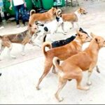 কুকুরের মুখ থেকে নবজাতকের ছিন্নমাথা উদ্ধার করেছে পুলিশ