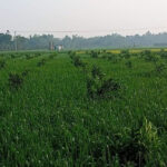 এক জমিতেই ১১ ফসল চাষ