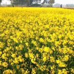 বিরামপুরে সরিষার বাম্পার ফলন, কৃষকের মুখে হাসি