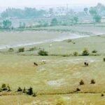 একসময়ের খরস্রোত শিবসা নদী নাব্যতা হারিয়ে গোচরণ ভূমি