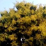 কলারোয়ার বিস্তীর্ণ এলাকায় আম ক্ষেতে আমের মুকুলে পরিপূর্ণ