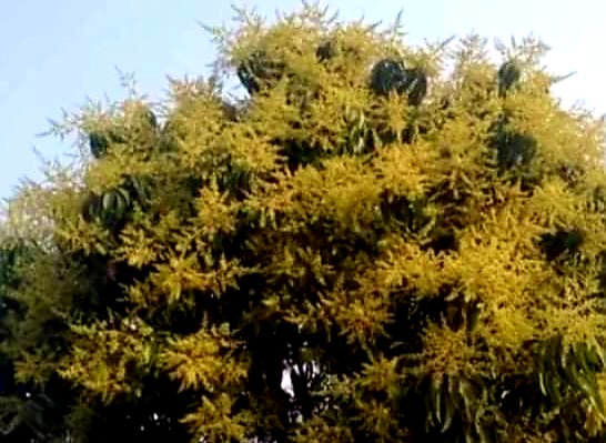কলারোয়ার বিস্তীর্ণ এলাকায় আম ক্ষেতে আমের মুকুলে পরিপূর্ণ