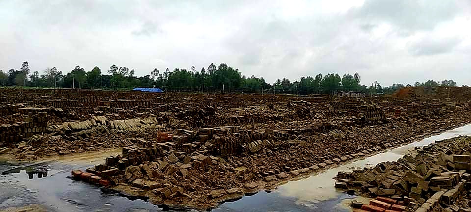 বিরামপুরে হঠাৎ বৃষ্টিতে কাঁচা ইট নষ্ট, লক্ষ লক্ষ টাকার ক্ষতি
