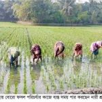 খুলনার পাইকগাছায় চলতি মৌসুমে লক্ষ্যমাত্রা ছাড়িয়ে গেছে বোরো আবাদ