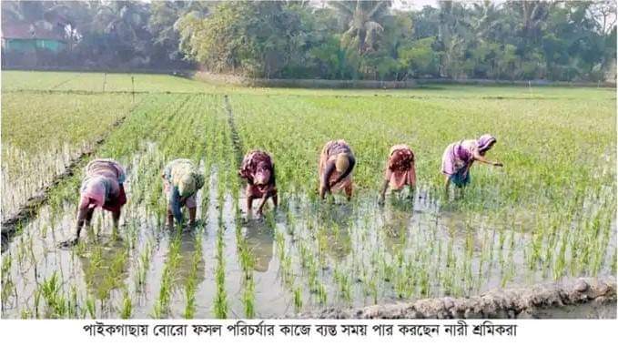 খুলনার পাইকগাছায় চলতি মৌসুমে লক্ষ্যমাত্রা ছাড়িয়ে গেছে বোরো আবাদ