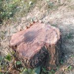 কলারোয়ায় সরকারি রাস্তার গাছ কর্তন
