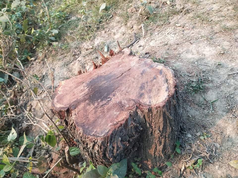 কলারোয়ায় সরকারি রাস্তার গাছ কর্তন