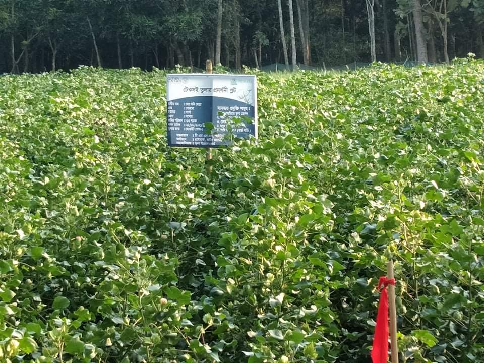 কলারোয়া খোরদো থেকে হারিয়ে যাচ্ছে কাবাস তুলার চাষ