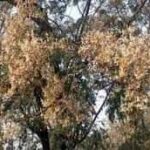 কলারোয়ায় ঔষধে গুনে ভরা সজনেডাটা বাম্পার ফলনে সম্ভবনা