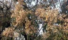কলারোয়ায় ঔষধে গুনে ভরা সজনেডাটা বাম্পার ফলনে সম্ভবনা