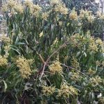 কলারোয়ায় গাছে গাছে আমের মুকুল মৌ মৌ সুবাস ছড়াচ্ছে