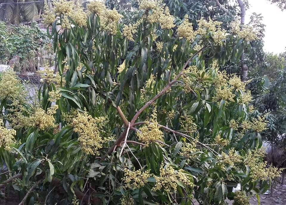 কলারোয়ায় গাছে গাছে আমের মুকুল মৌ মৌ সুবাস ছড়াচ্ছে