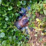 শার্শায় পুকুর থেকে এক বৃদ্ধার লাশ উদ্ধার